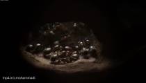 مستند حیات وحش / زندگی شگفت انگیز مورچه ها