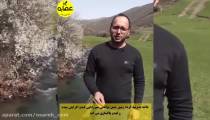 خواص بی نظیر گرده گل !