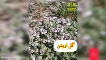 عسل تک گل چیه؟