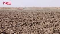 نرخ 93 درصدی مکانیزه شدن کاشت بهاره پنبه در شین جیانگ