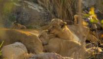 مستند بچه های وحشی Wild Babies 2022 قسمت 1 زیرنویس فارسی
