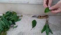 صابون محلولپاشی مویان