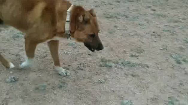 سگ بوغوش تنها