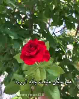من یه گل سرخی دارم