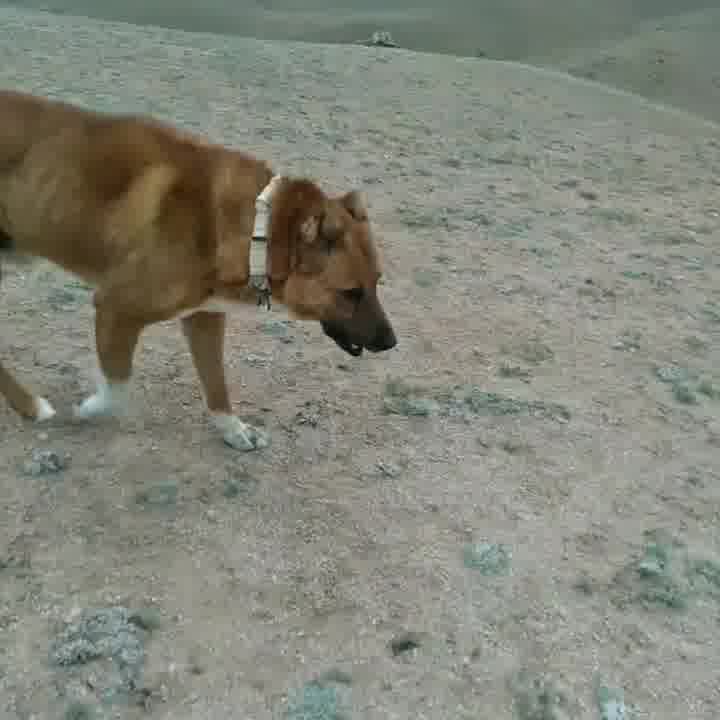 سگ بوغوش تنها