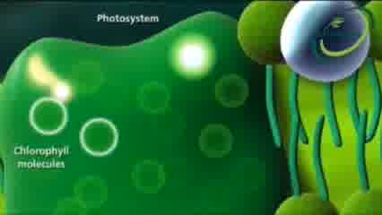 آمینو کلات روی