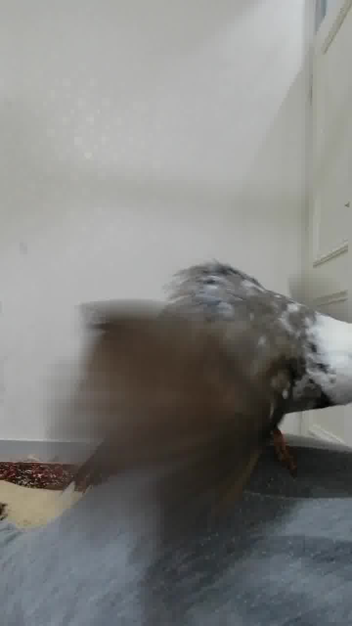 بلبل خرمایی دست آموز